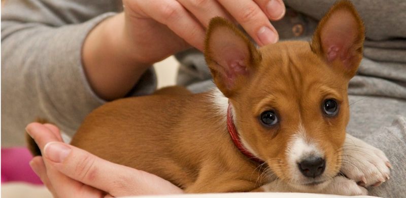 Basenji puppy photo