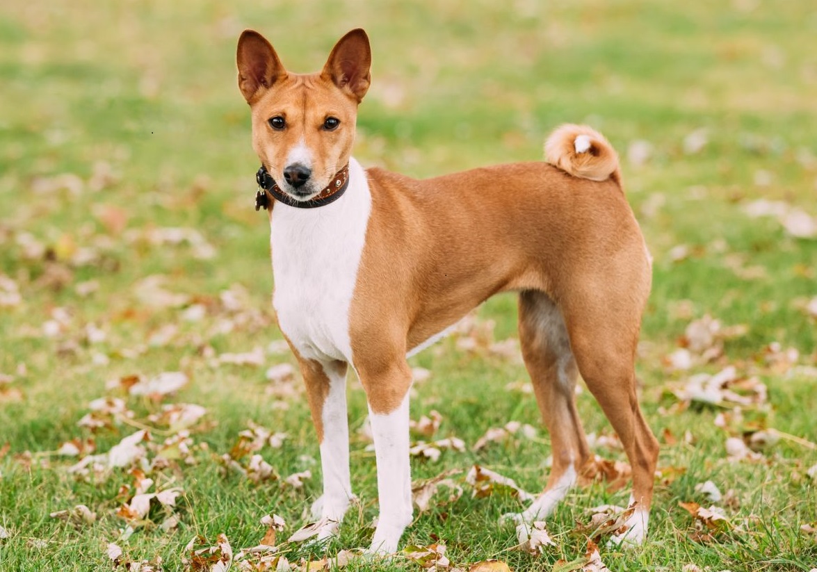 basenji dog