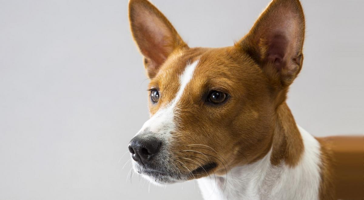 Basenji breed photo