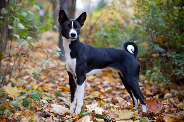 basenji dark color