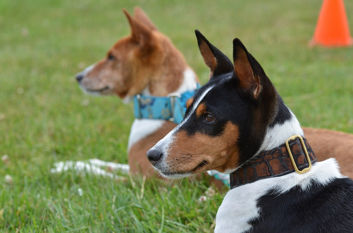 the basenji dog who is not barking