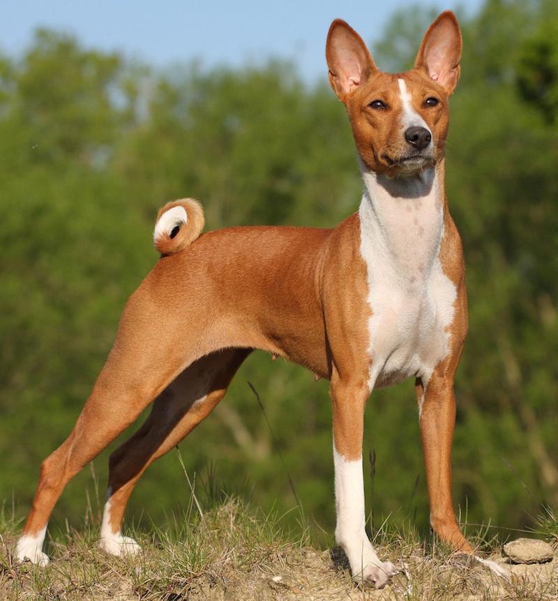 Basenji photo 2