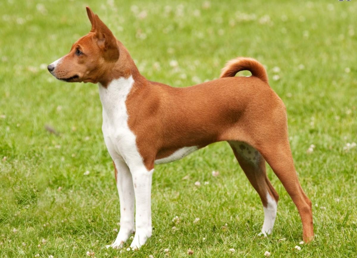 African Basenji breed