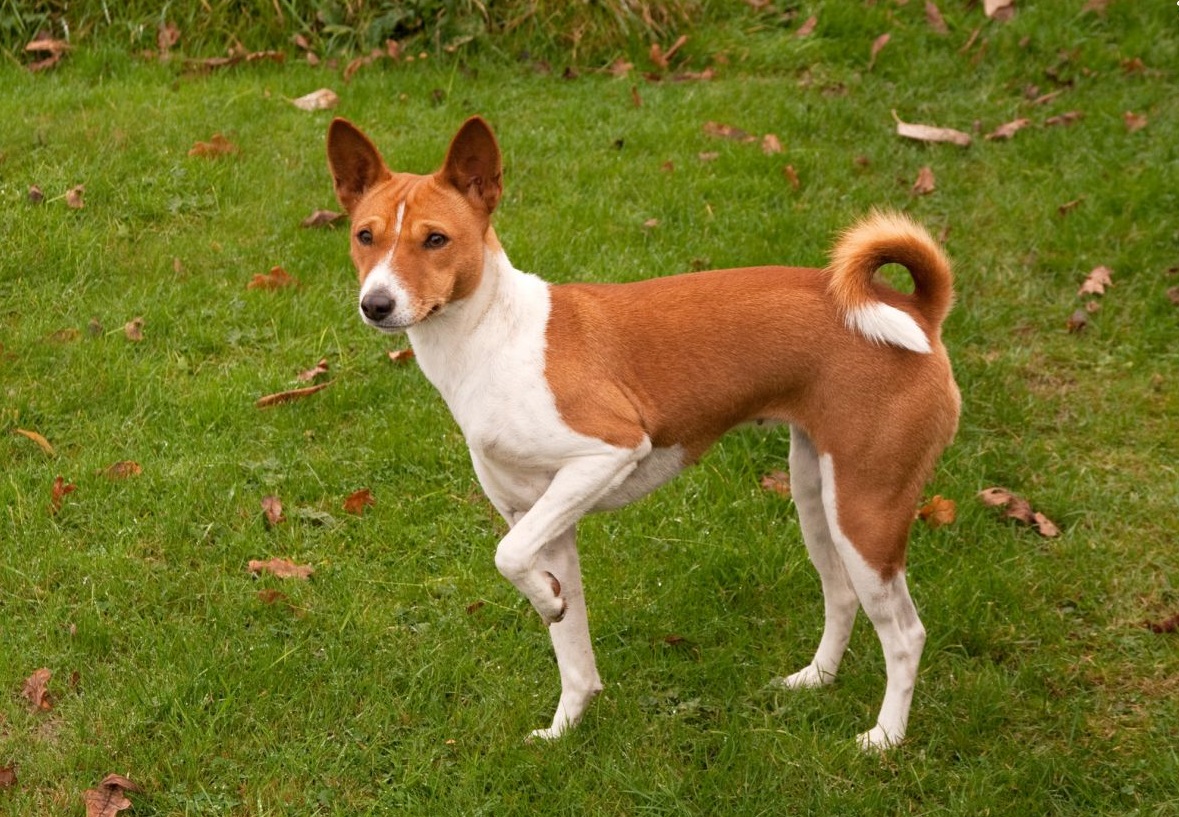 photo of the basenji dog
