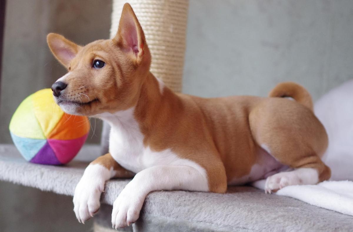 photo of a basenji puppy