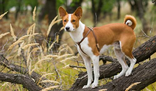 Basenji - do not bark, but sing