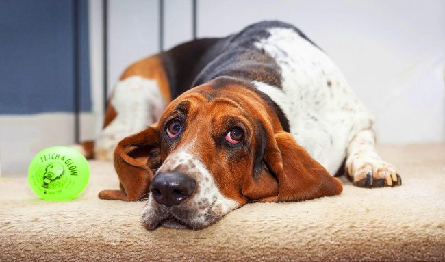 Basset Hound really loves to eat to hell