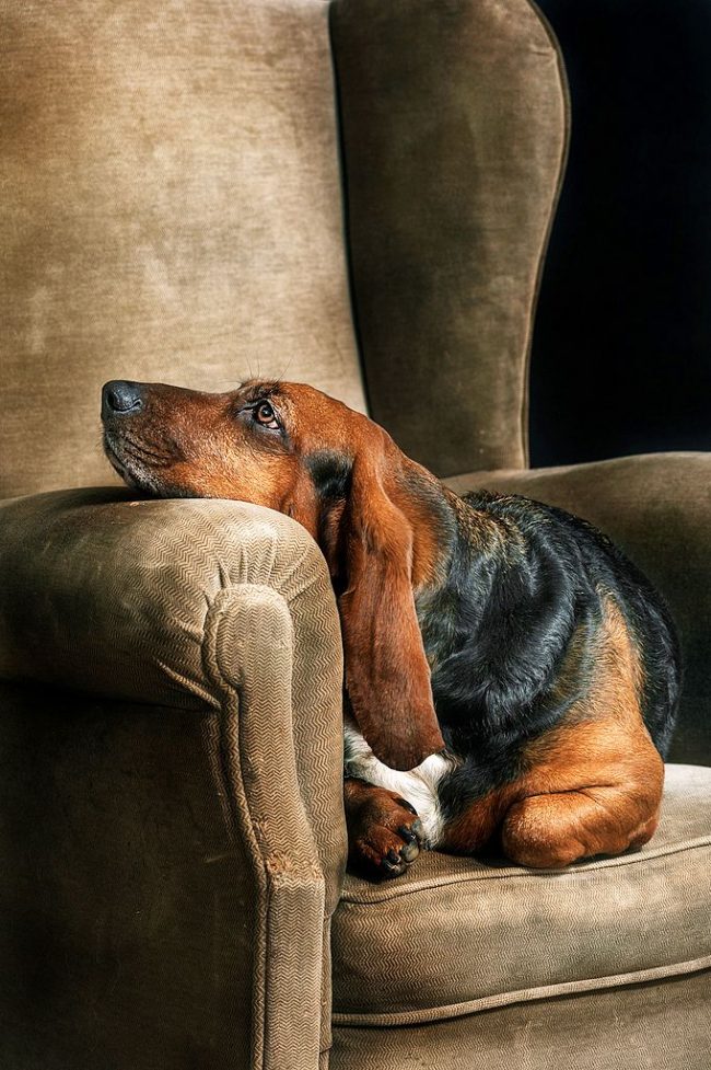 Each basset hound should have its own comfortable place.