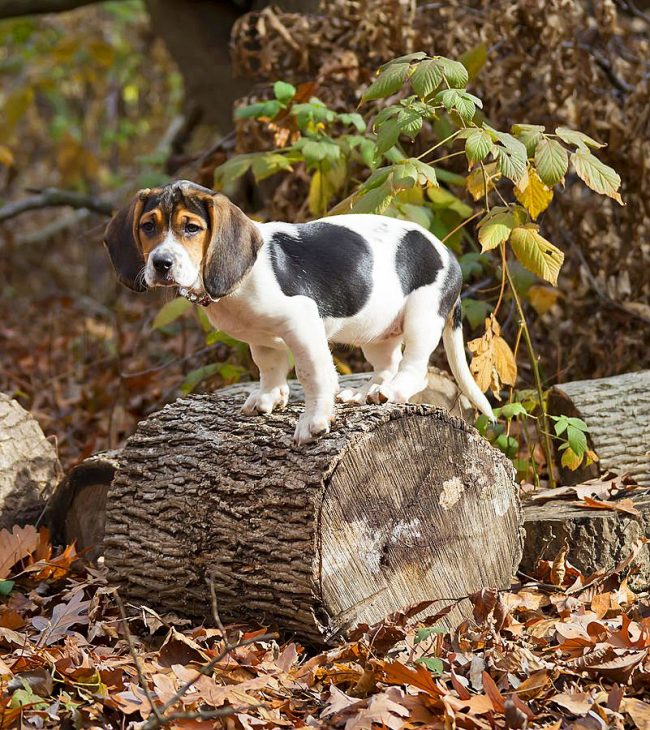 With the advent of a little basset hound, your life will be filled with joy and fun games.
