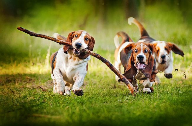 Basset hounds are very gambling in games, so they are constantly on the move