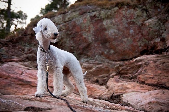 The Bedlington Terrier with its unique appearance captures attention from the first minutes of communication. But do not let its appearance deceive you. Bedlington is still a terrier: it is also inquisitive, intelligent, alert, but can be aggressive towards small animals.