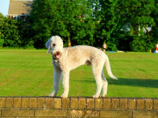 The Bedlington Terrier gets along well with other dogs. He himself does not start a fight, but does not back down when attacked. He looks fluffy and kind, but he is not a simpleton and will not accept another dog dominating himself.