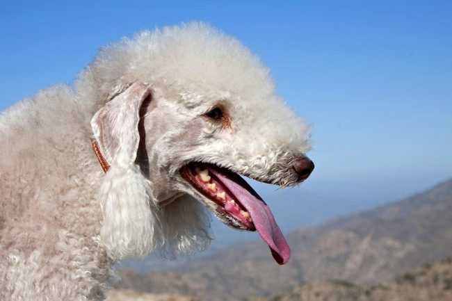 The Bedlington Terrier quickly finds a common language with the children, often they become best friends.