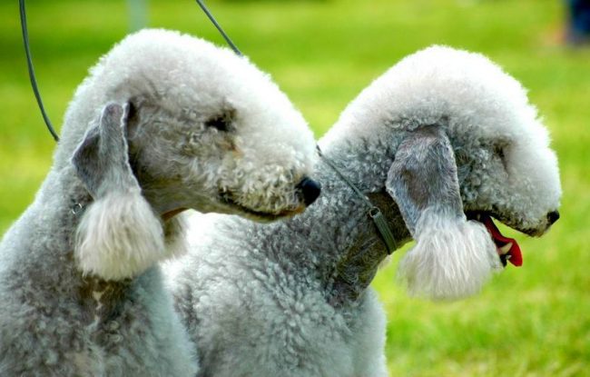 The Bedlington Terrier enthusiastically participates in the activities of his family. He loves to be in the spotlight, meets guests and entertains them with his antics. But he will immediately let you know if he feels something suspicious. This is an excellent watchdog.