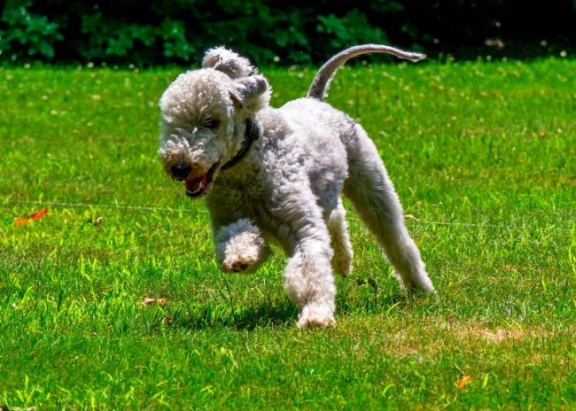 The Bedlington Terrier is smart and easy to train. For education, use praise, games and food rewards. Harsh words and strength will not work here. The dog successfully participates in competitions where it can show its tenacity and desire to find the prey underground, and show  their speed, grace and enthusiasm 