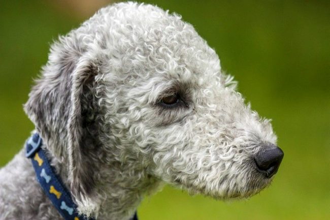 The Bedlington Terrier breed appeared as a hunting one, it has a sharpened sense of smell, excellent endurance, and a passion for travel. But today their main use is as a companion dog, family friend and participant in the show ring.