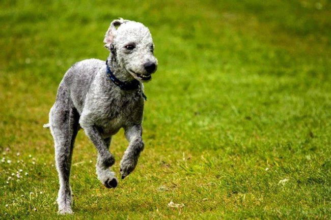 Bedlington Terrier is a hardy breed with a moderate level of activity. The dog is able to run at high speeds, preferably in a securely fenced area