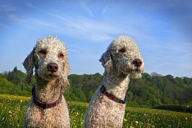 Bedlington terriers can go jogging with you or go camping. They tolerate cold weather well, they don’t like heat. You can easily train their agility, obedience or tracking.
