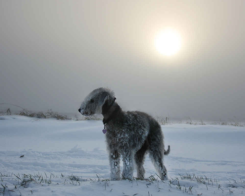 Bedlington Terrier in winter