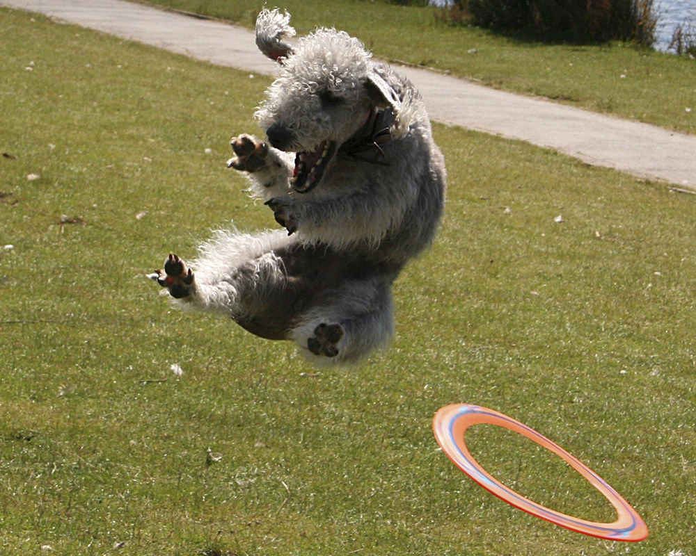 Training Bedlington Terrier