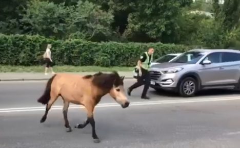 Pony is running away