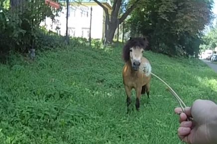 Ponies are treated to dandelion