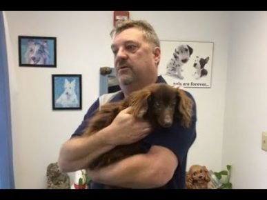 Rescued Dog