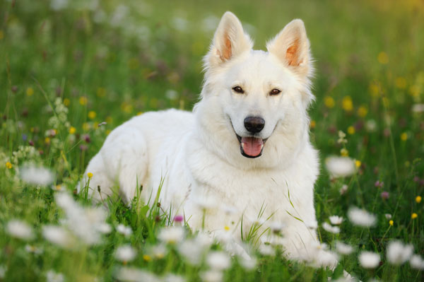 white german shepherd