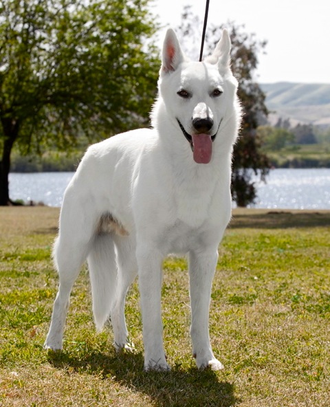 Photo of a white German shepherd