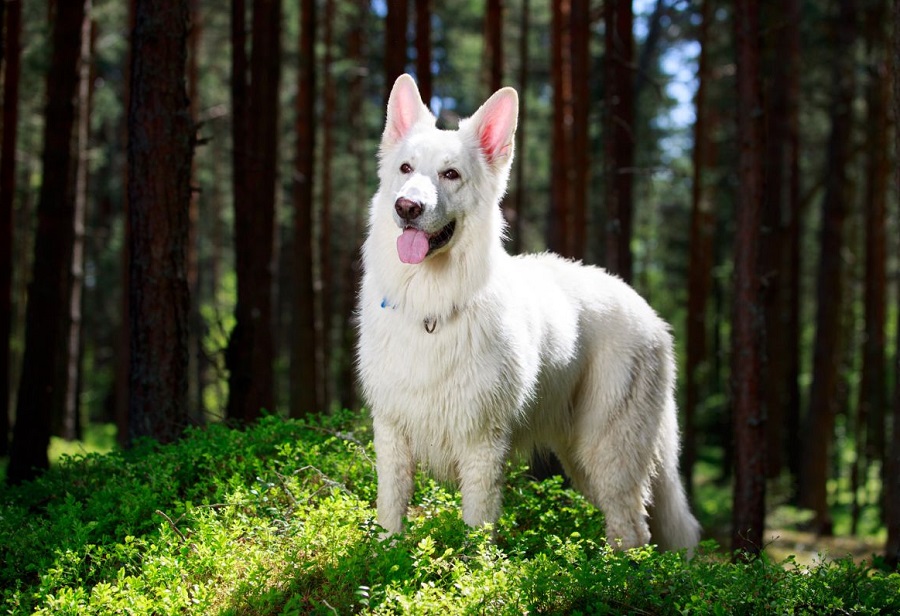 White Swiss Shepherd Dog Photo