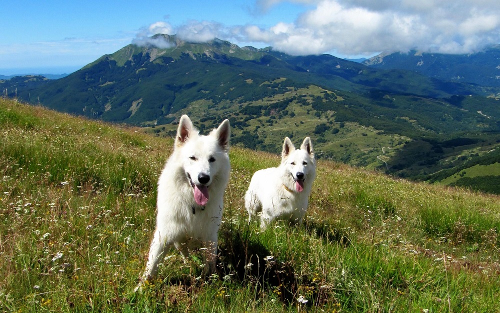 White Swiss Shepherd