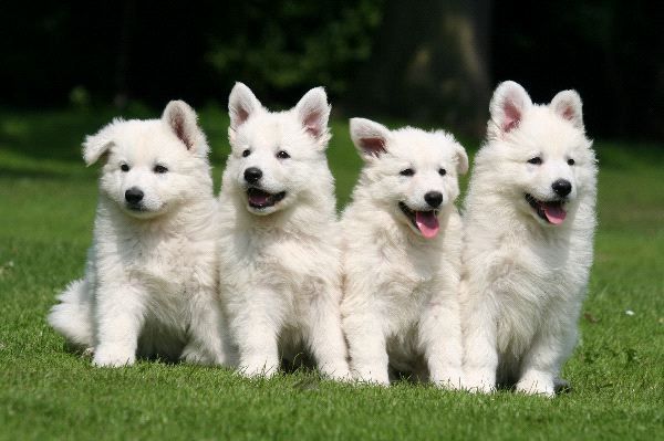 White Swiss Shepherd Dog - Puppies