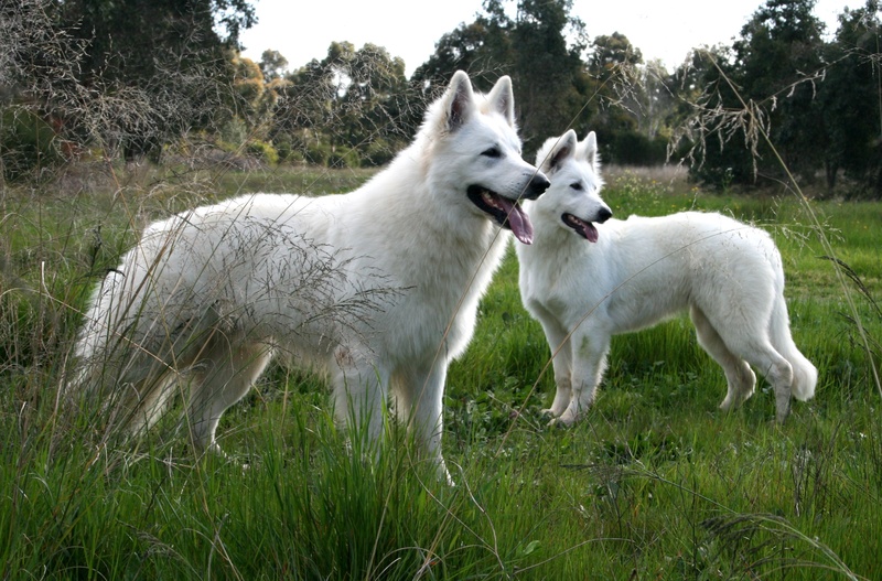 White Swiss Shepherd Dog, photo