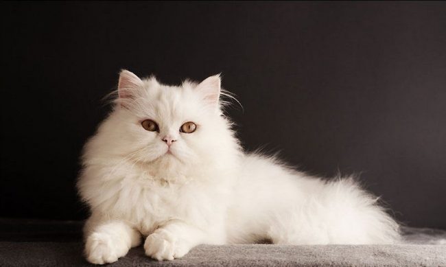 The white cat will undoubtedly decorate any home and give the owners joy and happiness