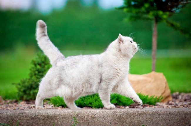 A white cat is often born with hearing problems