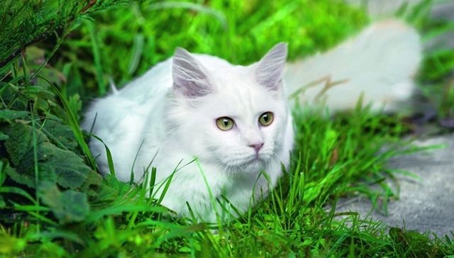 In Turkey - where does this predator come from - a snow-white cat is allowed to enter the mosque if she has different eyes