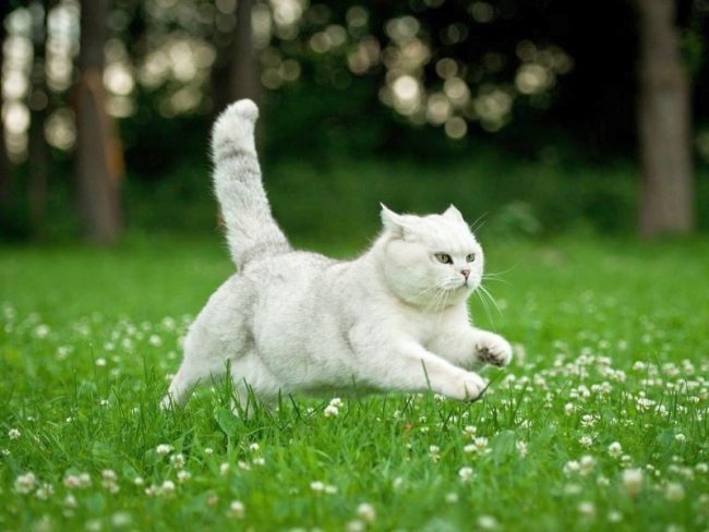 Flying British White Cat