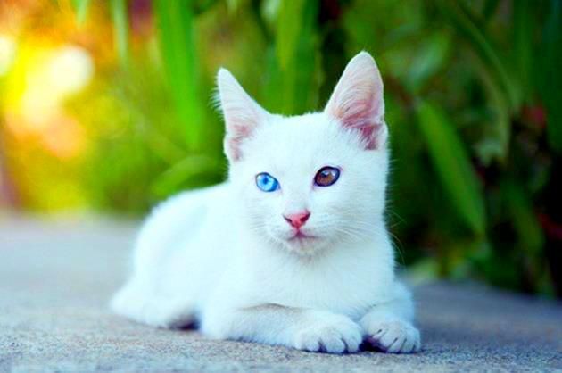 According to ethologists, a white cat with different eyes is a complete unpredictability. It changes very quickly in character, never understand what will attract her attention.