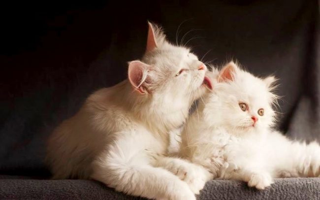 White is genetically masked any other color. Very often, kittens are born with spots on their heads that pass over time, a domesticated predator whitens