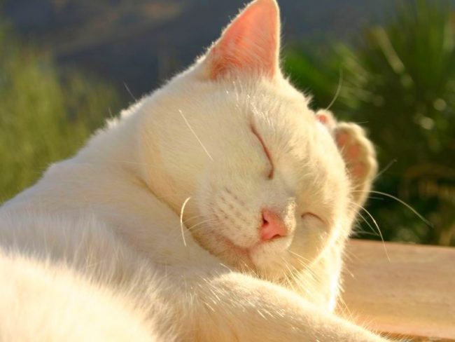 Careful care is required for a chic white cat coat
