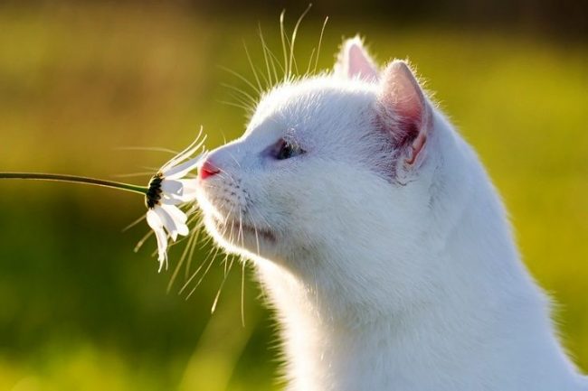 Some breeds of white cats have problems with the eyes - they are watery. It can also be purulent discharge.