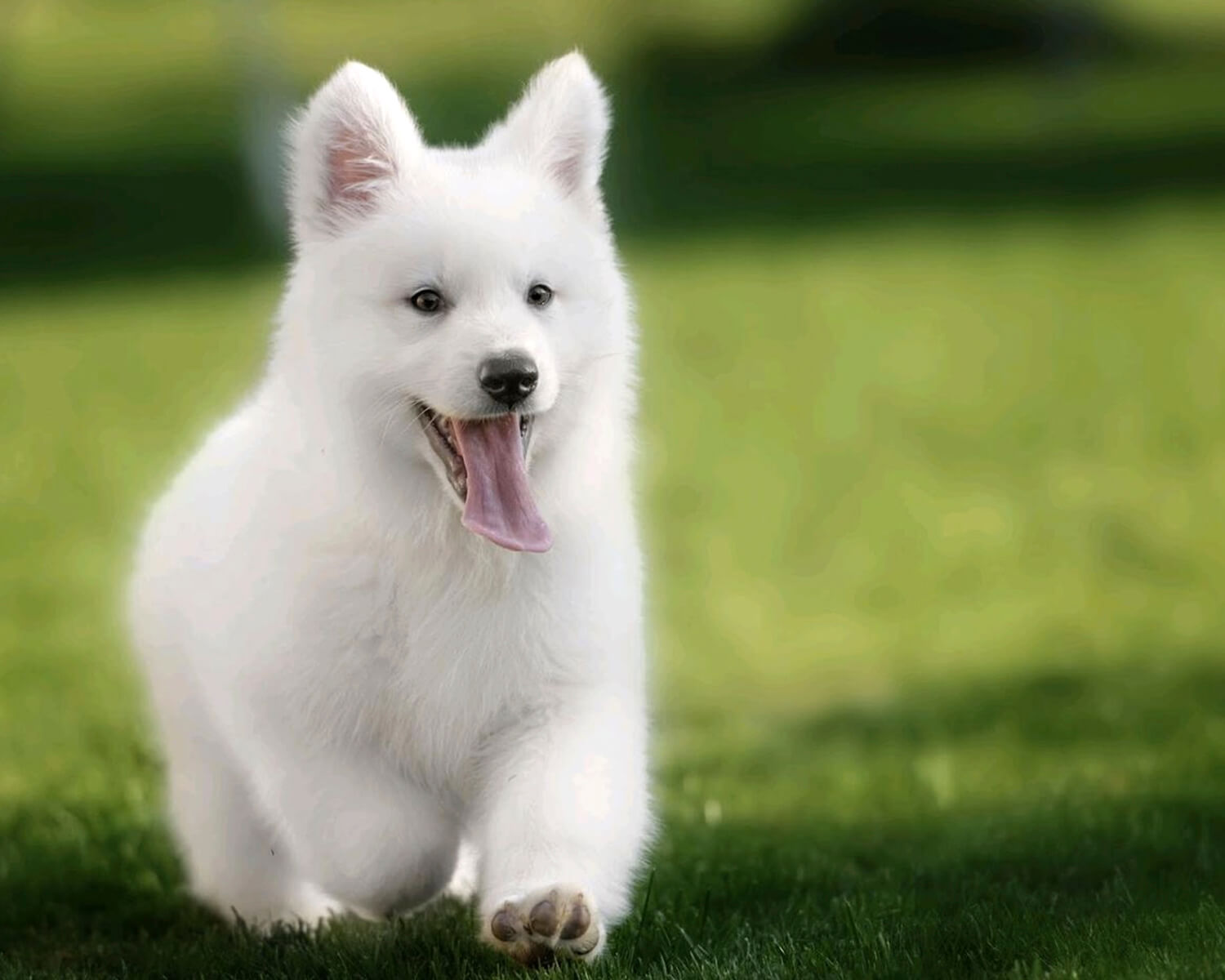 white swiss shepherd puppy