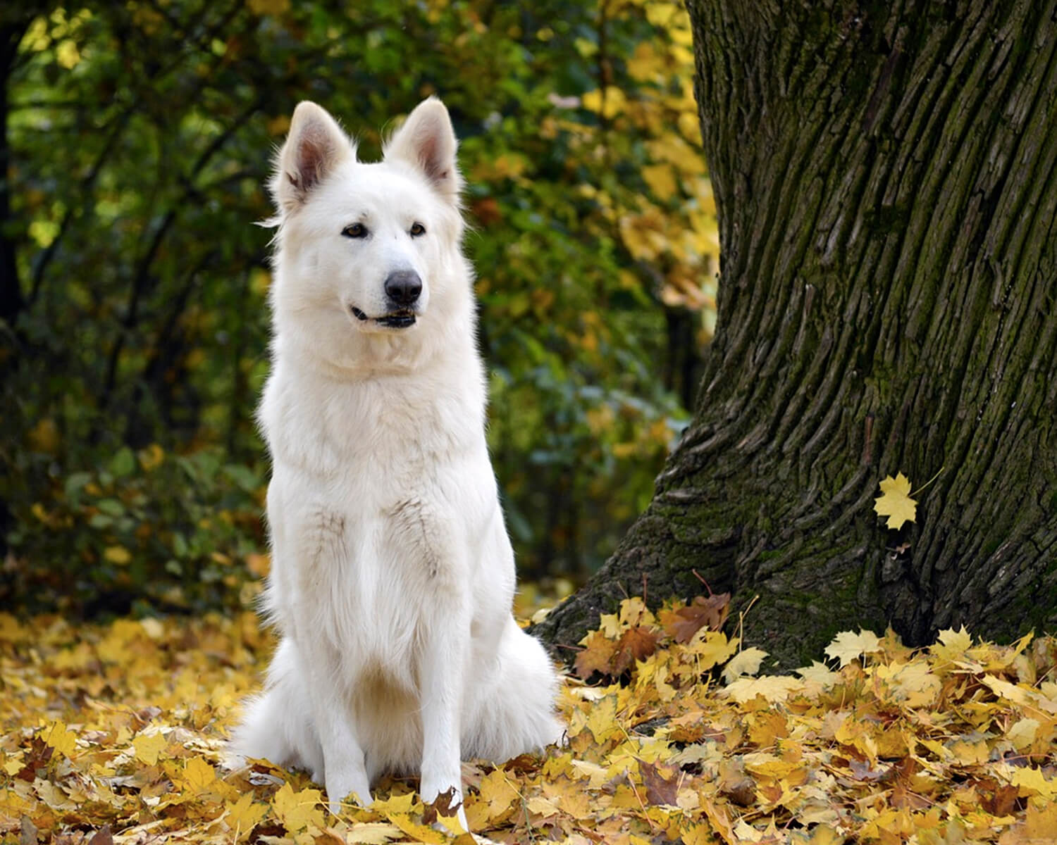 breed of dogs white Swiss shepherd