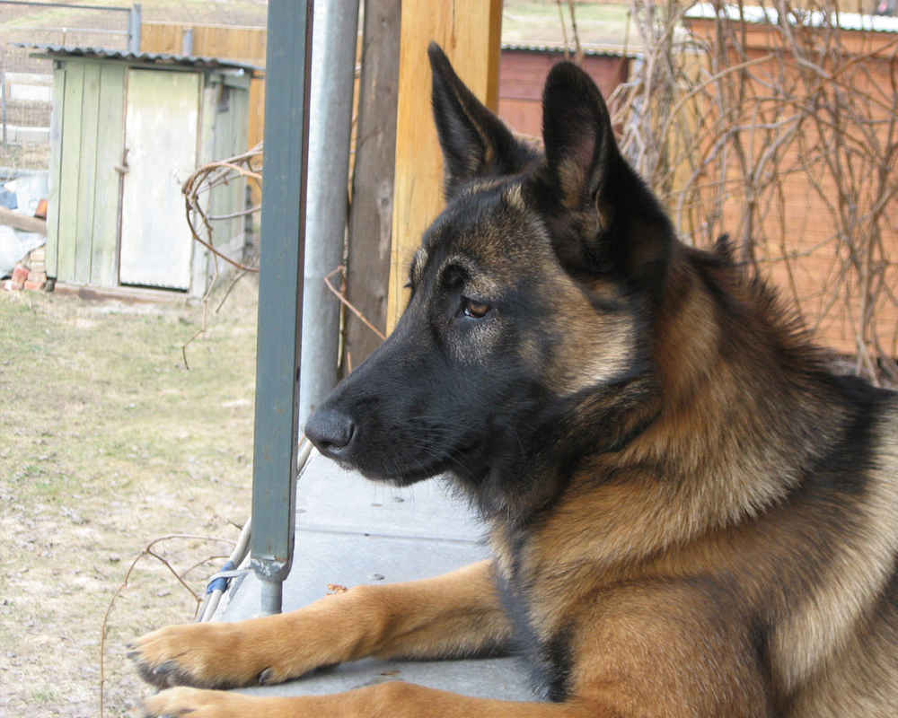 Photo of the Belgian Shepherd Dog Malinois