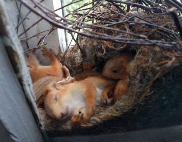 Three little squirrels remained in charge of the DDT in Omsk