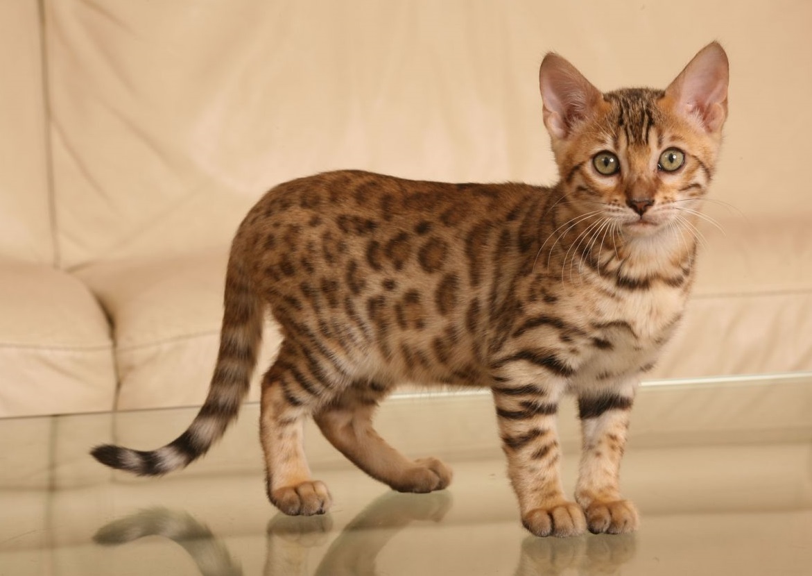 Bengal cat - description of the breed and character