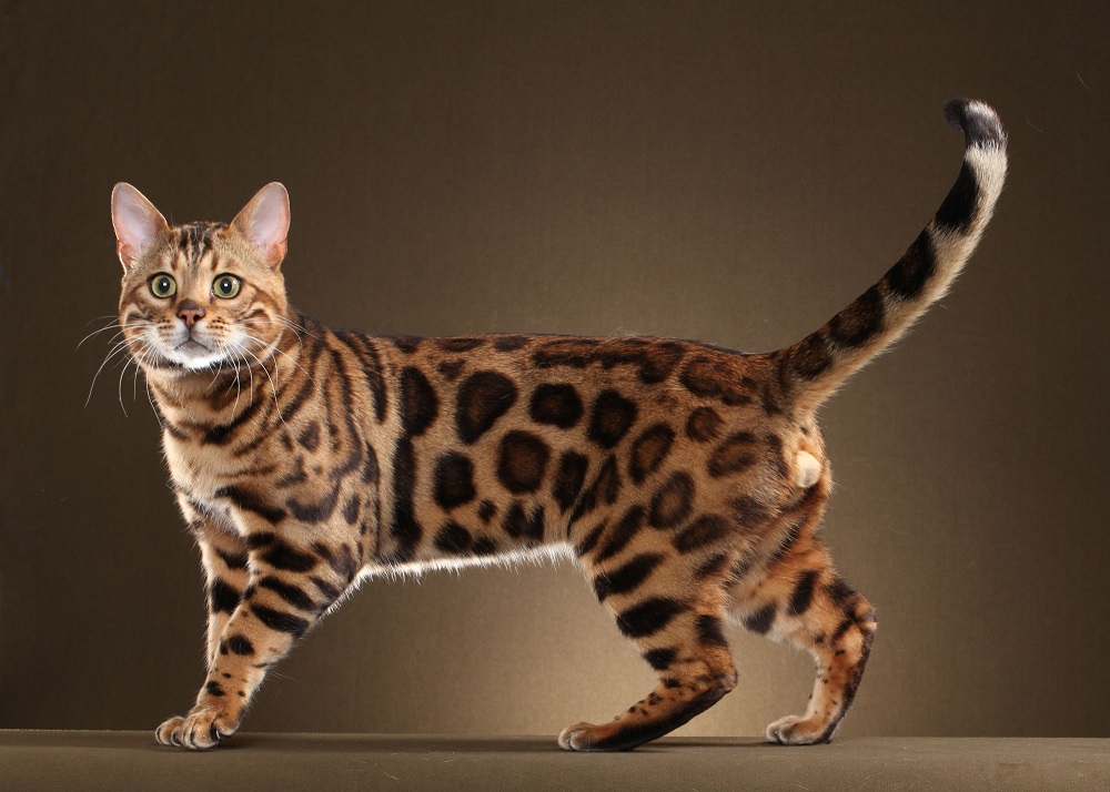 Bengal cat - description of the breed and character