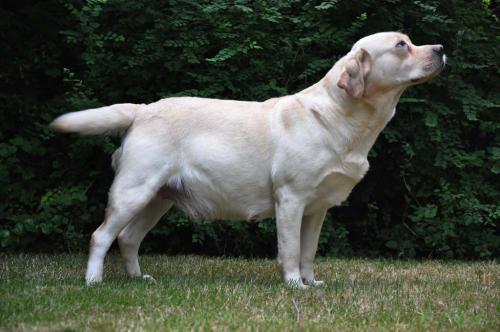 Labrador Pregnancy