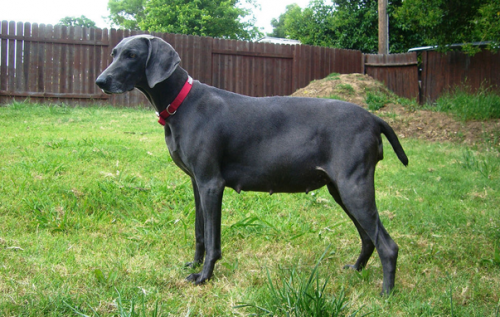 Dog Pregnancy Calendar weeks