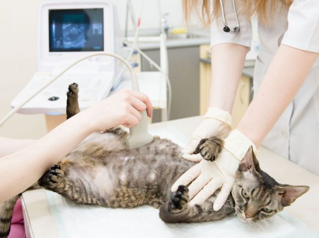 Ultrasound in a veterinary clinic will help to find out about the number of kittens and their condition